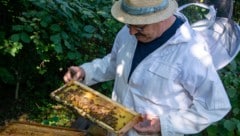 Herbert Grafl bei seinen Bienen. Er hat 18 Völker und beschäftigt sich seit rund 20 Jahren mit den lebenswichtigen Insekten.  (Bild: Charlotte Titz)