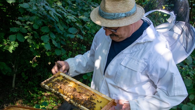 Herbert Grafl bei seinen Bienen. Er hat 18 Völker und beschäftigt sich seit rund 20 Jahren mit den lebenswichtigen Insekten.  (Bild: Charlotte Titz)