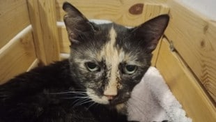 Die Katzen einer pflegebedürftigen Dame werden jetzt vom Verein versorgt.