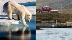 Erstmals seit 2016 war ein Eisbär in Island gesichtet worden. Doch der Ausflug endete für das Tier, das aus Grönland gekommen war, tödlich.  (Bild: MARIO HOPPMANN/AFP/picturedesk.comm, Lögreglan á Vestfjörðum (Polizei Island))