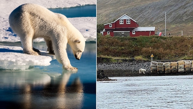 Erstmals seit 2016 war ein Eisbär in Island gesichtet worden. Doch der Ausflug endete für das Tier, das aus Grönland gekommen war, tödlich.  (Bild: MARIO HOPPMANN/AFP/picturedesk.comm, Lögreglan á Vestfjörðum (Polizei Island))