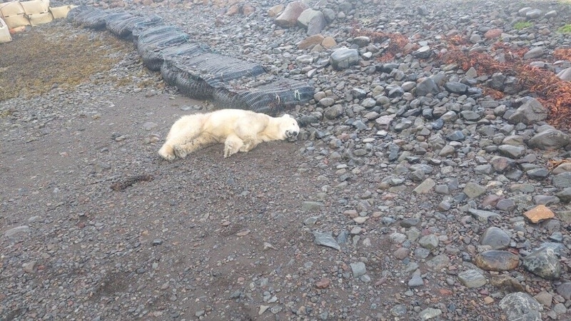 Die Polizei veröffentlichte ein Foto des erschossenen Tieres. (Bild: Lögreglan á Vestfjörðum (Polizei Island))