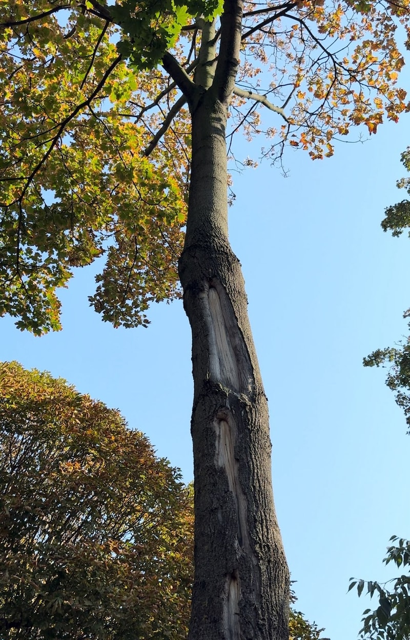 Die Spuren eines Sonnenbrandes an einem Baum am Burgring (Bild: privat)