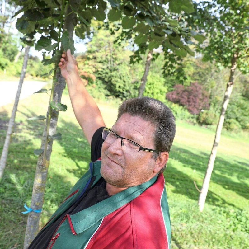 Stepanek-Voglhuber with a silver lime tree. Its leaves are velvety, so less water evaporates. (Bild: Jöchl Martin)