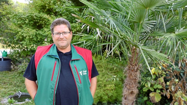 Alexander Stepanek-Voglhuber leitet die Baumschule. Die Palme hat schon viele Winter ohne speziellen Schutz im Freien überlebt. (Bild: Jöchl Martin)