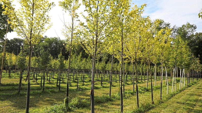 The young trees are cultivated in the nursery for three to five years before being planted out in the city. (Bild: Jöchl Martin)