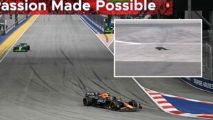 Gemütlich spazierte die Eidechse über den Asphalt. (Bild: APA/AFP, X.com/F1)