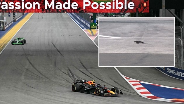 Gemütlich spazierte die Eidechse über den Asphalt. (Bild: APA/AFP, X.com/F1)