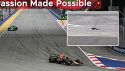 Gemütlich spazierte die Eidechse über den Asphalt. (Bild: APA/AFP, X.com/F1)