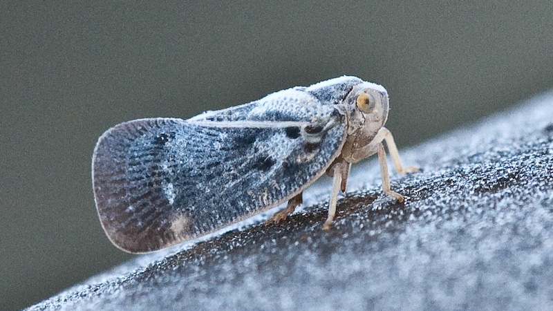 Die Bläulingszikade ist Rohstofflieferant für den Zikadenhonig (Bild: insects.ch)