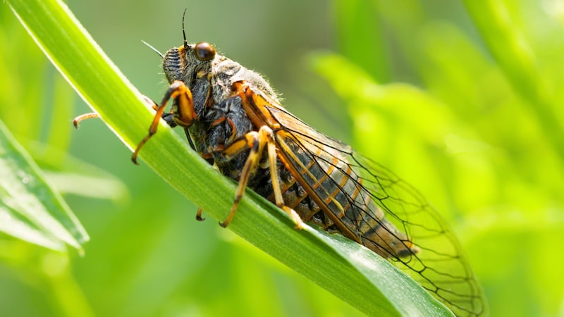 Die Bergsingzikade ist der einzige „Sänger“ im Ländle (Bild: stock.adobe.com/Anton)