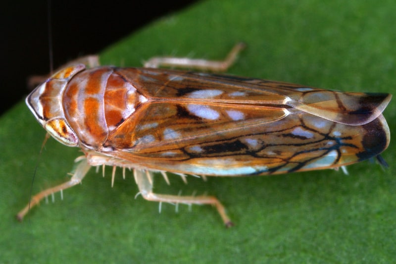 The vine cicada introduced from North America (Bild: Ökoteam Graz)