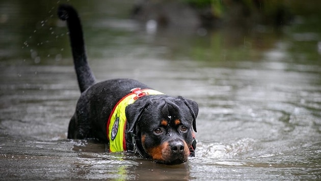 The dog rescue brigade in Lower Austria is up to its neck in water. (Bild: ÖRHB/Baumann)