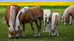 Haflinger- und Norikerfohlen aus Deutschland und Österreich, welche nicht als Reit- oder ...
