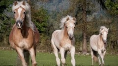 Das Pferd scheute und galoppierte los, dann kam es zum Unfall (Symbolbild).