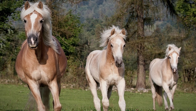 Das Pferd scheute und galoppierte los, dann kam es zum Unfall (Symbolbild).