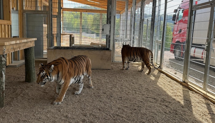 Vorsichtig erkunden die Raubkatzen ihr neues Gehege auf dem Gelände des Liska Animal Park Zoos ...