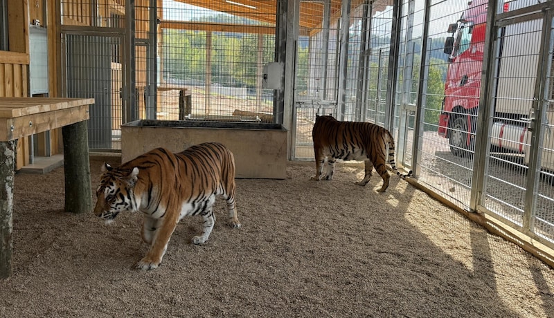 The big cats cautiously explore their new enclosure on the grounds of the Liska Animal Park Zoo in Romania. (Bild: Gut Aiderbichl)