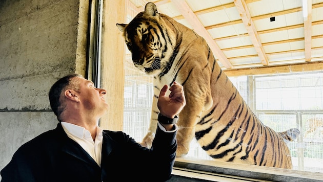 Gut Aiderbichl boss Dieter Ehrengruber with tiger Sandy (Bild: Gut Aiderbichl)