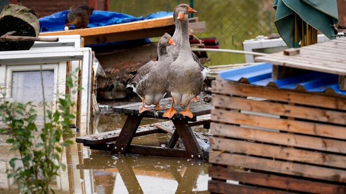 Geese stand on a table in a flooded neighborhood in Ostrava.