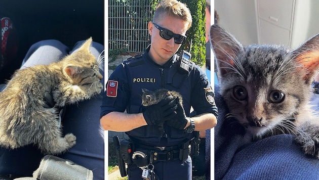 The emergency services freed the velvet paw and took tender loving care of it. (Bild: Krone KREATIV/LPD NÖ)