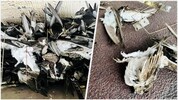 Die ohnehin geschwächten Tiere hatten keine Chance, sich aus den engen Gittern zu befreien.
