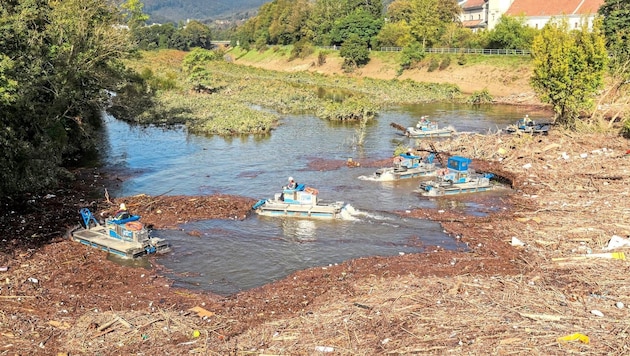 Spektakuläre Bilder: Sechs Mähboote entfernen Tonnen von Treibholz und Unrat aus den Auffangbecken in Auhof. (Bild: Stadt Wien/Christian Fürthner)