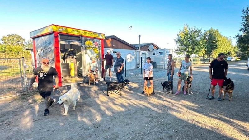 Golden retrievers, schnauzers, German shepherds &amp; co. were hired for their first grooming program. (Bild: Christian Schulter)