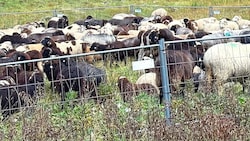 Herdenschutz auf Tiroler Almen mit gelenkter Weideführung ist offenbar nicht das Gelbe vom Ei. (Bild: zVg)