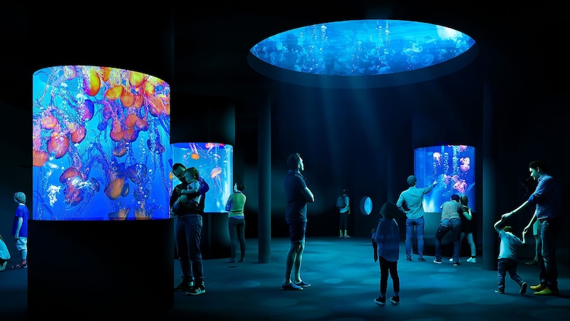 This is how the zoo envisions the future jellyfish tank. (Bild: Tiergarten Schönbrunn)