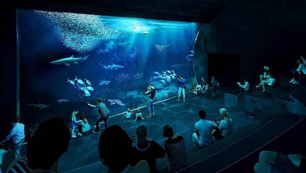 A large shark tank with a twelve-metre-long glass wall is to become the aquarium's main attraction. (Bild: Tiergarten Schönbrunn)