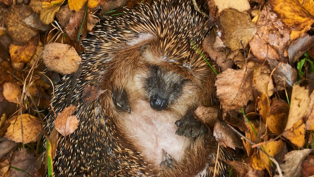 This hedgehog is hopefully just sleeping, a dead specimen had become the number one topic in a school in central Upper Austria. (Bild: stock.adobe.com/PETRBONEK.COM)