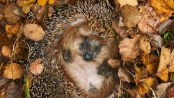 Der Igel ist nun bereit für seinen Winterschlaf – doch ohne schützende Laubhaufen und naturnahe Bereiche wird die Herbergsuche schwierig! (Bild: stock.adobe.com/PETRBONEK.COM)