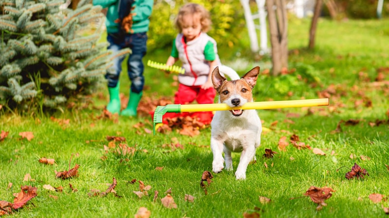 Gemeinsam machen die herbstlichen Arbeiten mehr Spass! (Bild: stock.adobe.com/alexei_tm)