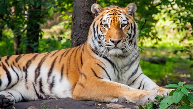 The Amur tigers are to be reintroduced to Kazakhstan. (Bild: belizar - stock.adobe.com)