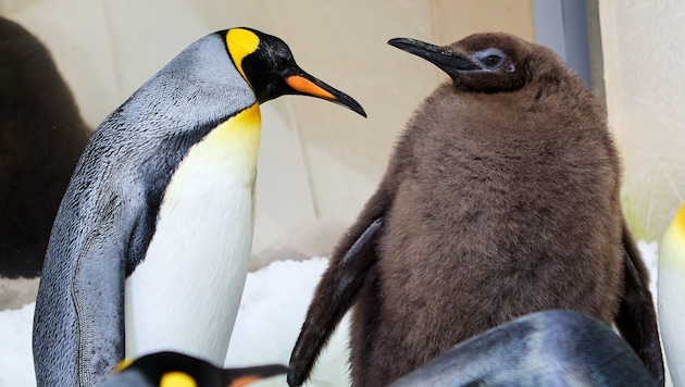 "Pesto" weighs more than his adult counterparts - his fluffy ones also make him look a little bulkier. (Bild: facebook.com/melbourneaquarium)