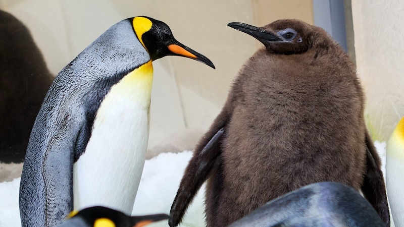 "Pesto" weighs more than his adult conspecifics - his fluffy ones make him look even bulkier. (Bild: facebook.com/melbourneaquarium)