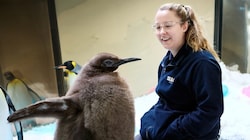 „Pesto“ mit einer Tierpflegerin Ende September (Bild: facebook.com/melbourneaquarium)