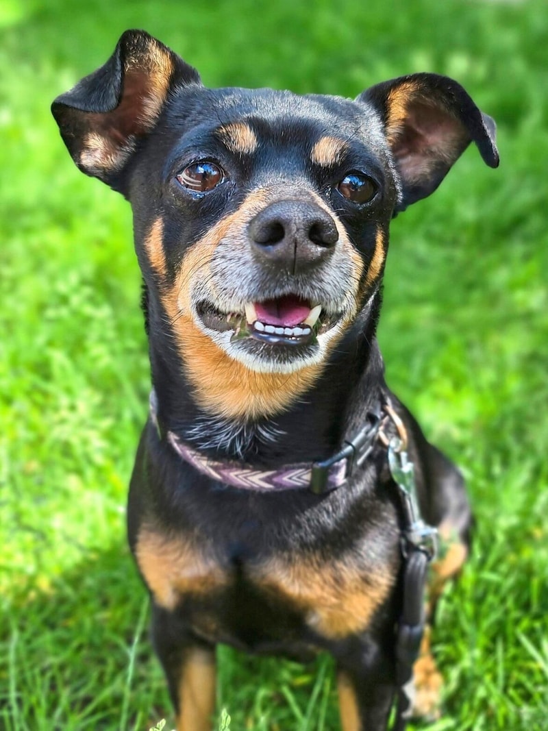 Who has patience with Buddy? (Bild: Landestierschutzverein f. Stmk)