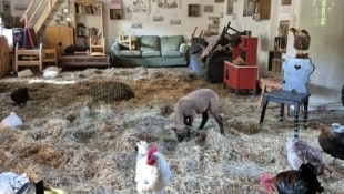 In Alland fanden zahlreiche Tiere im Wohnzimmer Schutz vor dem Hochwasser. (Bild: Ferdinand the Staff)