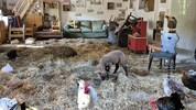 In Alland fanden zahlreiche Tiere im Wohnzimmer Schutz vor dem Hochwasser.