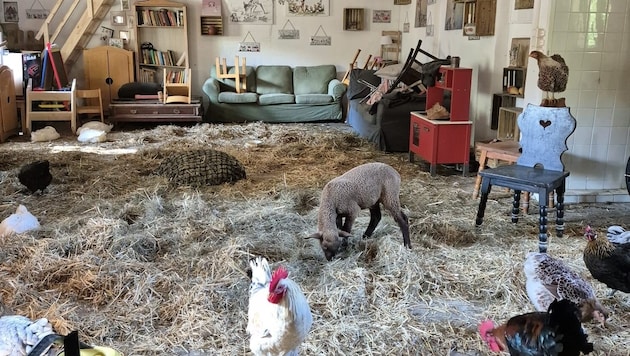 In Alland fanden zahlreiche Tiere im Wohnzimmer Schutz vor dem Hochwasser. (Bild: Ferdinand the Staff)