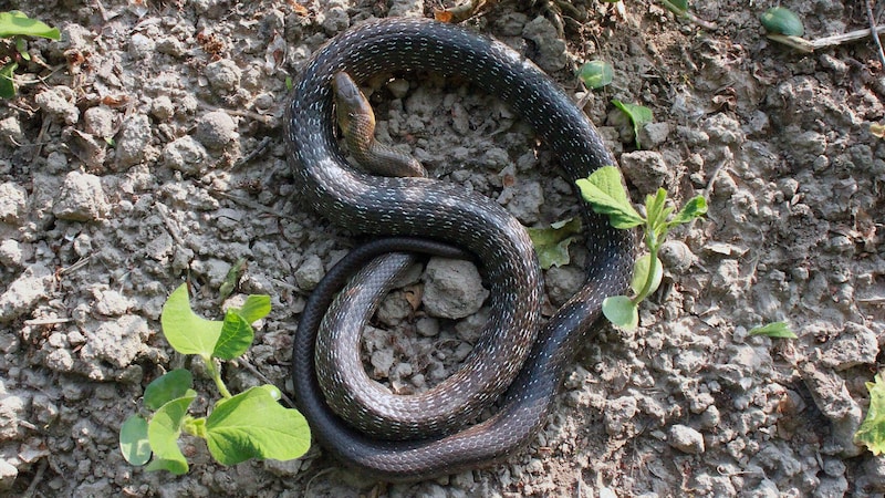 The expansion would destroy the habitat of the Aesculapian snake, the Provincial Environmental Ombudsman and the Nature Conservation Association are concerned. (Bild: Esterbauer)