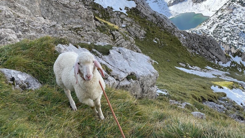 The young sheep was not unhappy about the mountain rescuer's help despite its predicament. Riccardo Mizio carried the animal down this steep slope into the valley. (Bild: zVg)