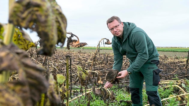 Reinhard Zeilinger's sunflower harvest from Rudmanns near Zwettl was largely destroyed. (Bild: Molnar Attila/Attila Molnar)