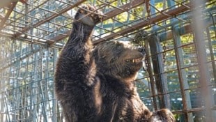 Braunbär „Mitko“ wurde kurz vor seiner Rettung in Slowenien eingeschläfert. (Bild: Vier Pfoten)