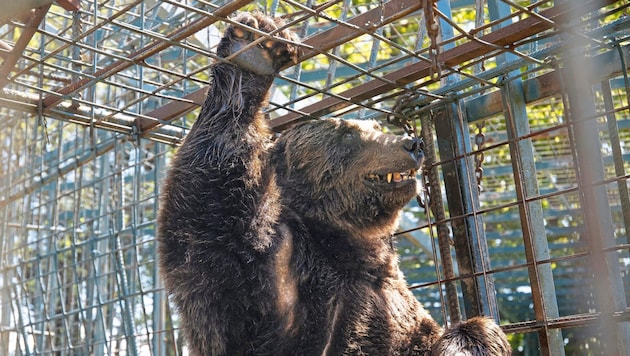 Braunbär „Mitko“ wurde kurz vor seiner Rettung in Slowenien eingeschläfert. (Bild: Vier Pfoten)