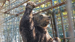 Braunbär „Mitko“ wurde kurz vor seiner Rettung in Slowenien eingeschläfert. (Bild: Vier Pfoten)