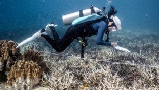 Touristen können in Vietnam selbst aktiv etwas gegen das Korallensterben tun. (Bild: APA/AFP/Lillian SUWANRUMPHA)