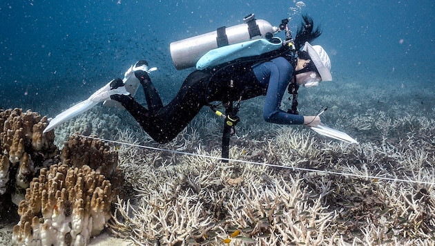 Tourists in Vietnam can actively do something about coral extinction themselves. (Bild: APA/AFP/Lillian SUWANRUMPHA)